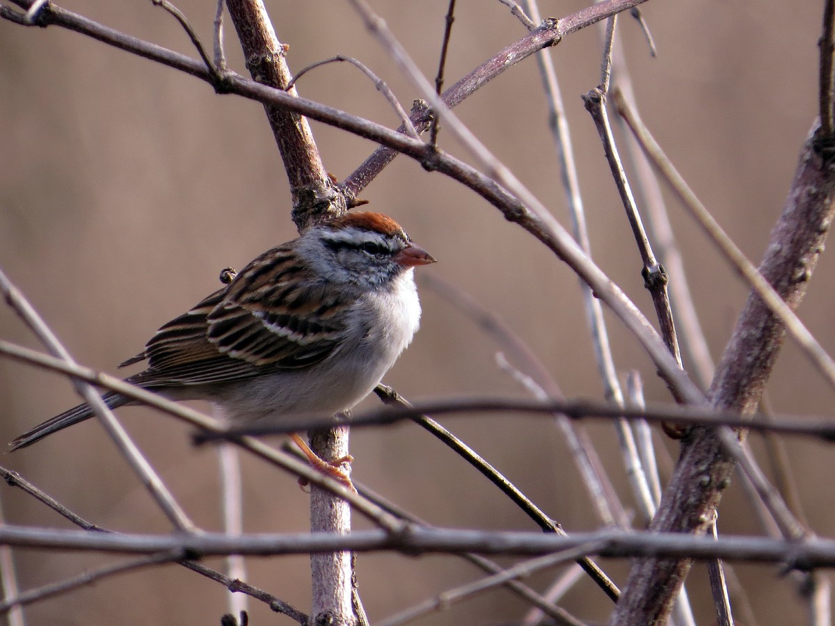 Chipping Sparrow - ML91367631