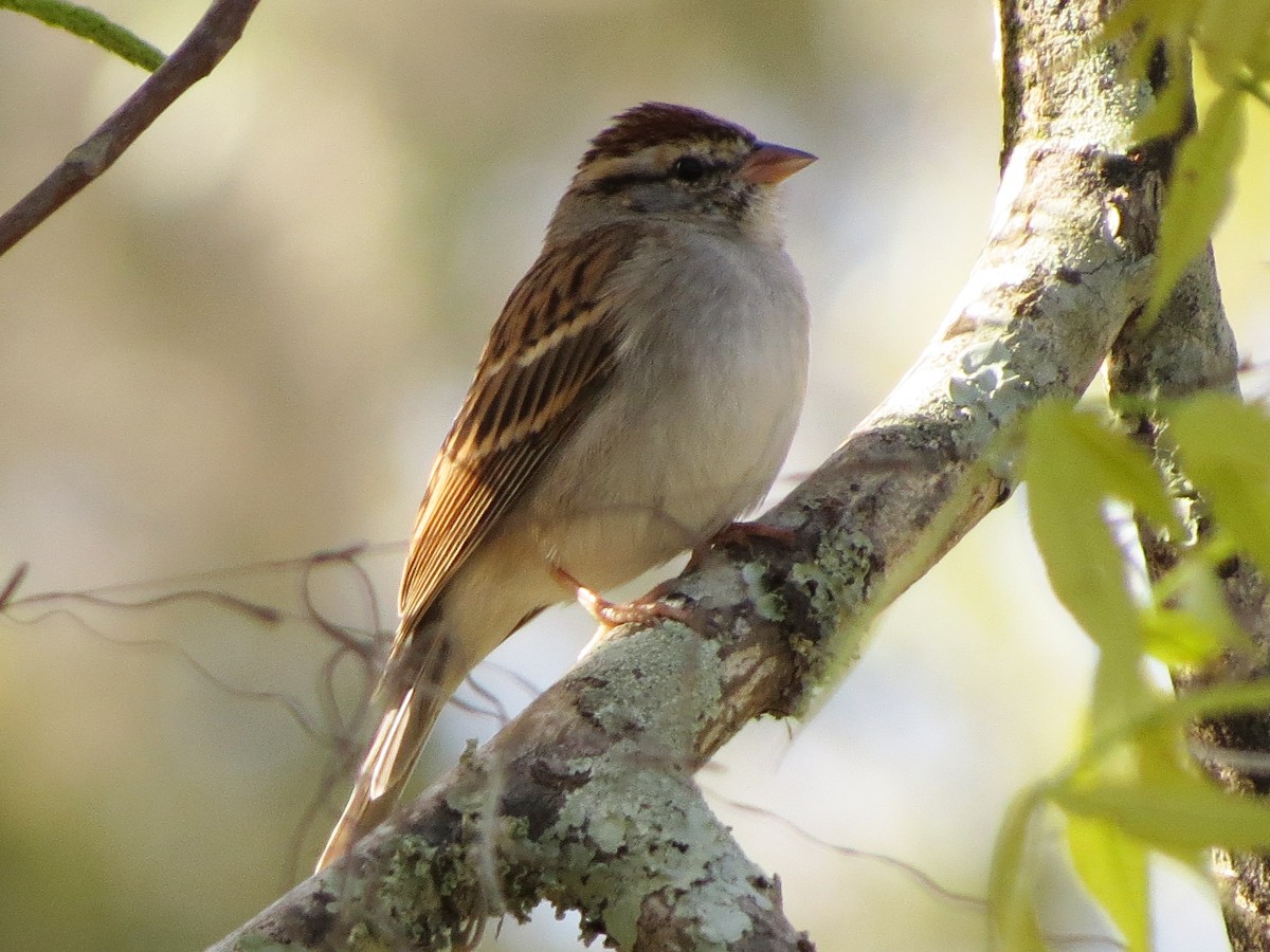 Chipping Sparrow - ML91370591