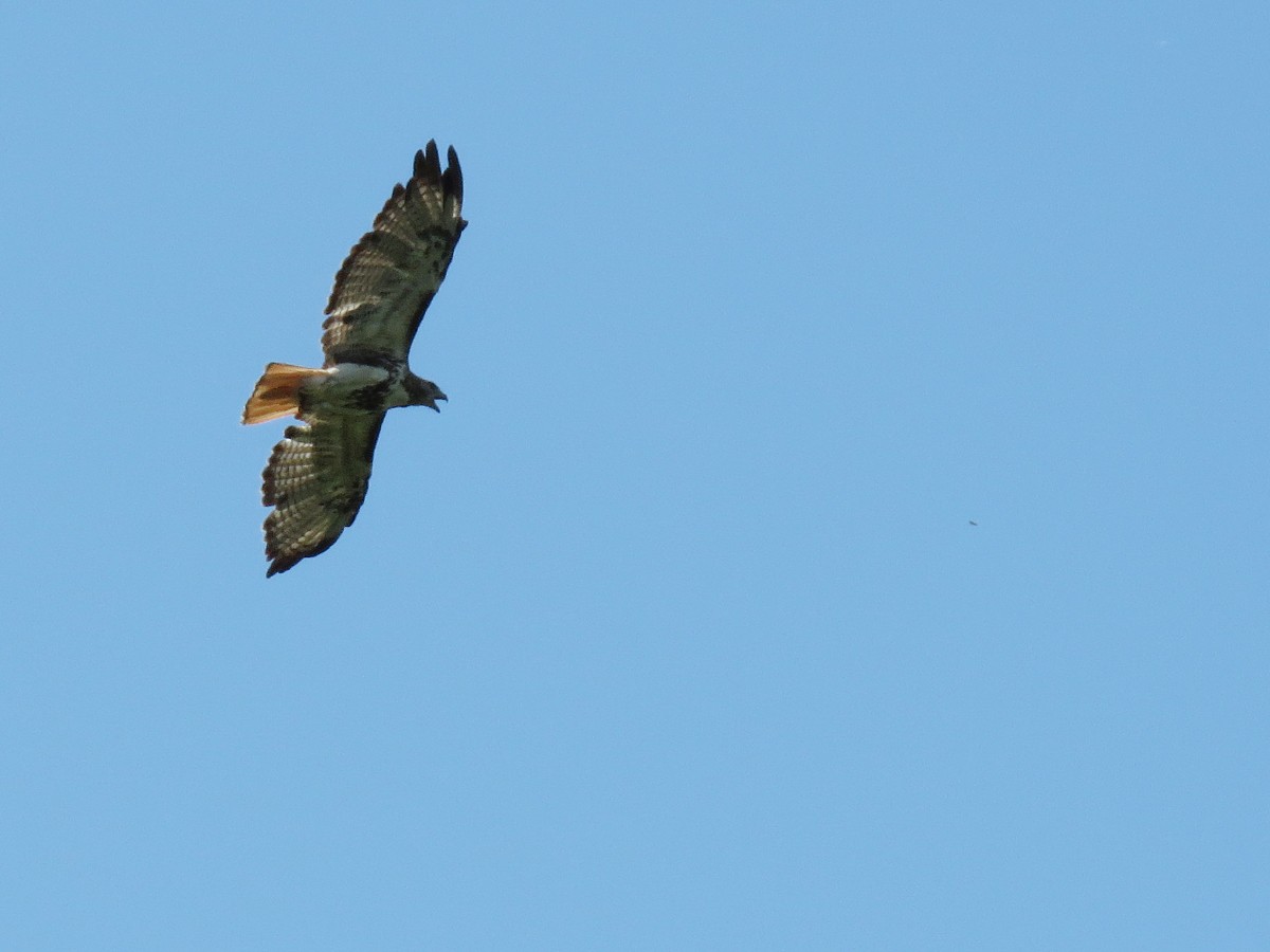 Red-tailed Hawk - Amy Evenstad