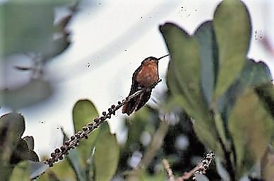 Rufous-breasted Sabrewing - ML91373381