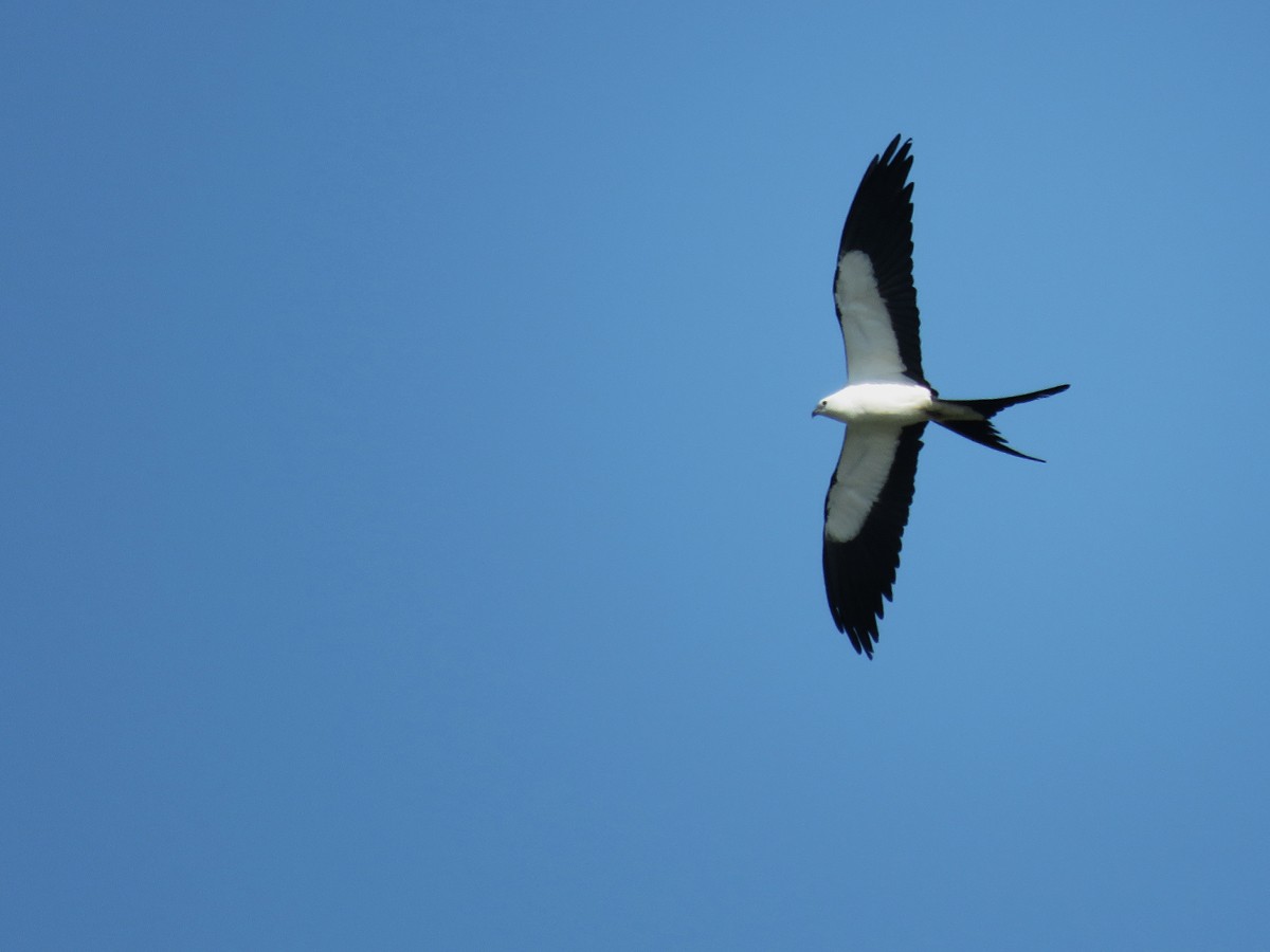 Swallow-tailed Kite - Amy Evenstad