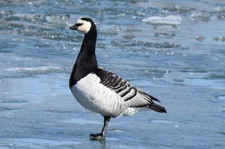 Barnacle Goose, ML91373891