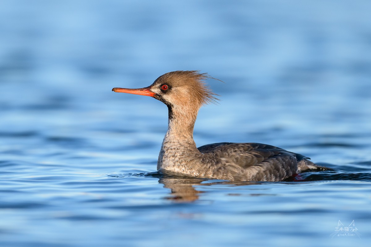 Red-breasted Merganser - ML91375541