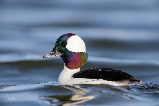 Petit garrot, Oiseaux