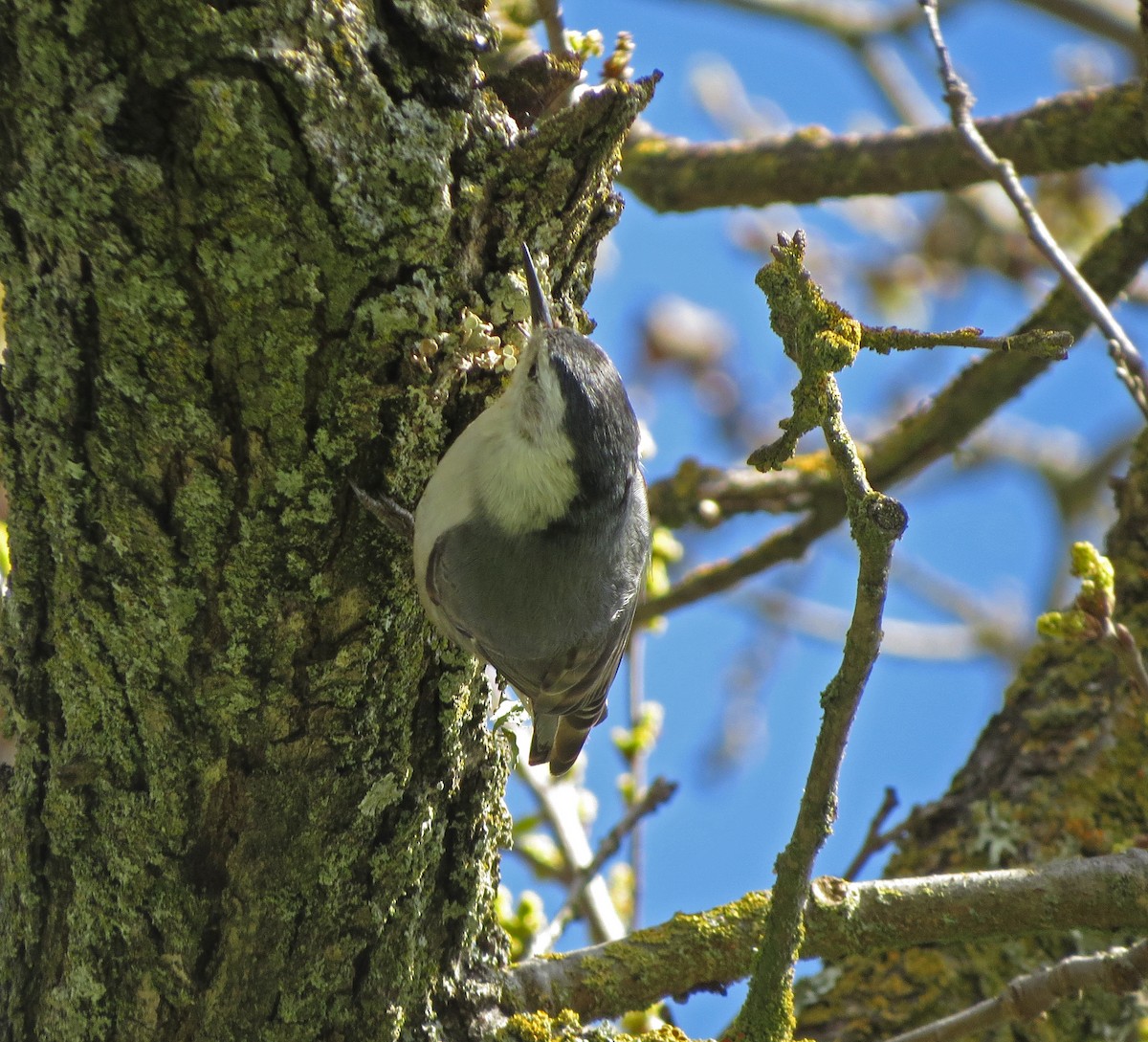 White-breasted Nuthatch - ML91376511