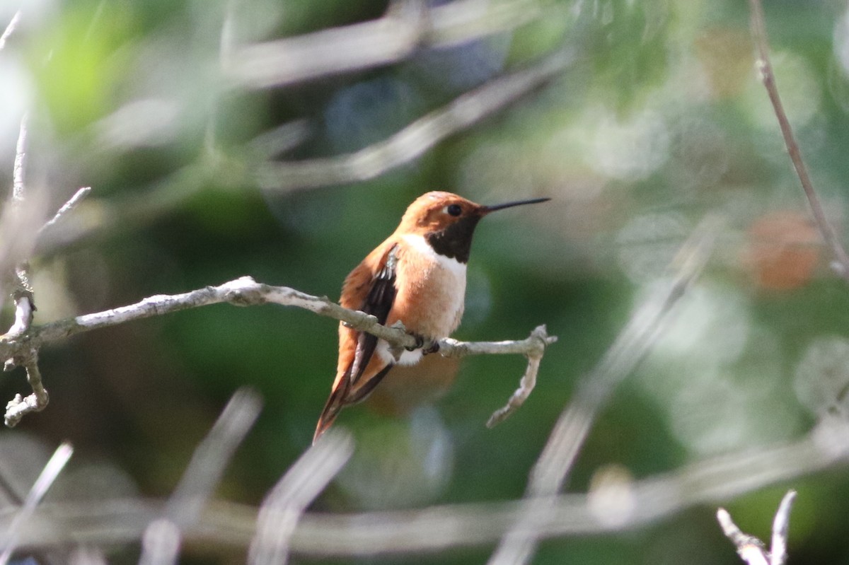 Rufous Hummingbird - Robert McNab