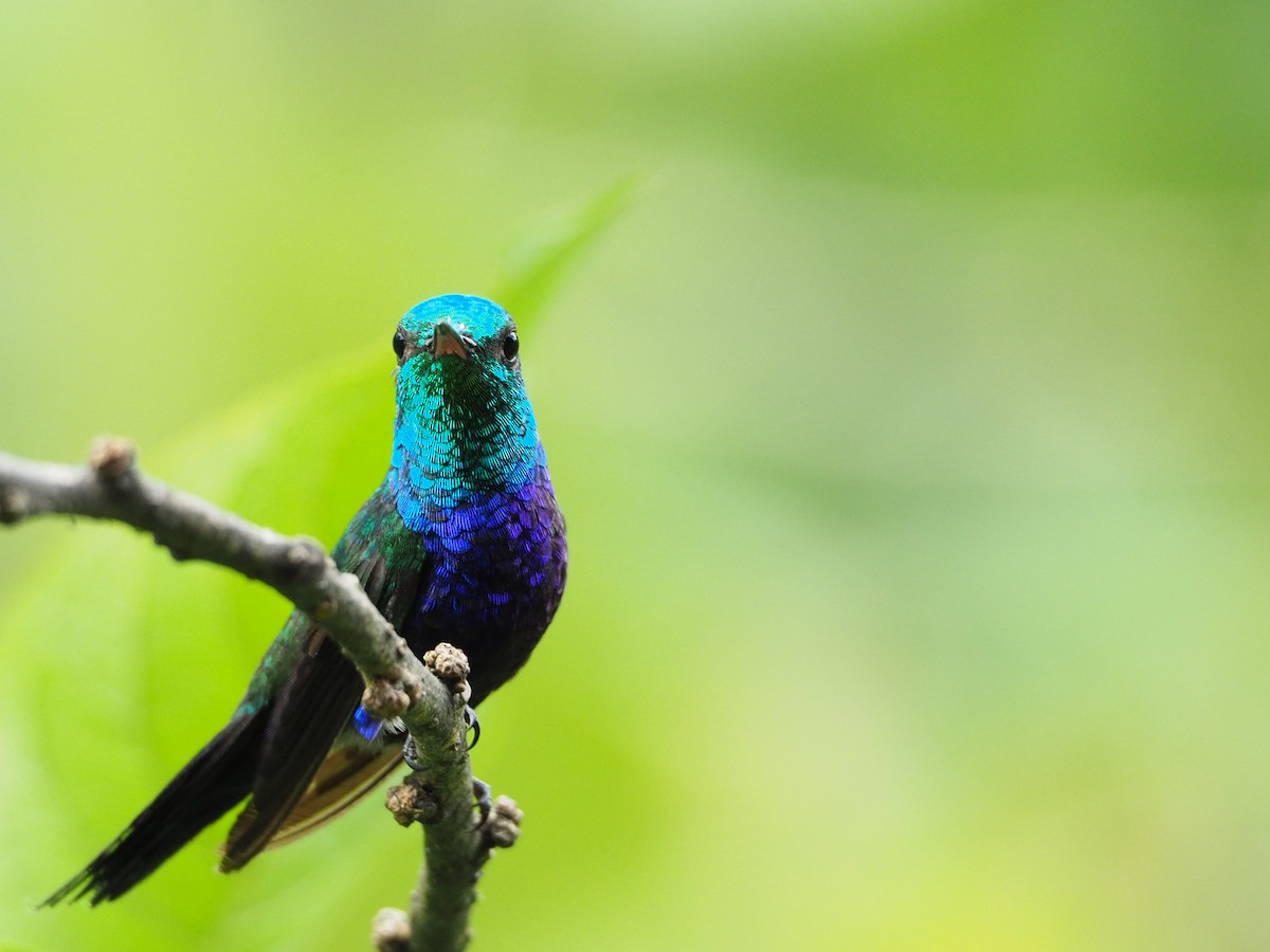 Violet-bellied Hummingbird - ML91379591