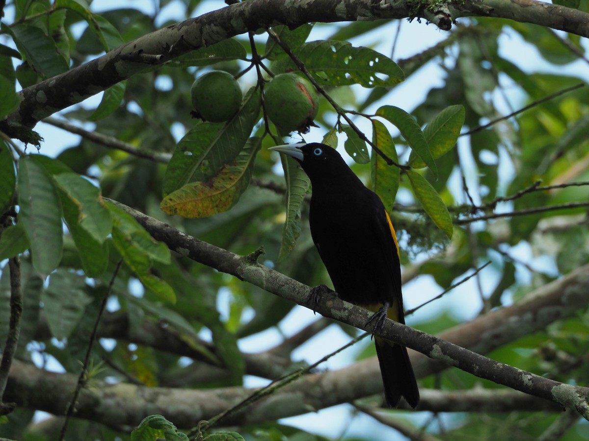 Yellow-rumped Cacique - ML91380921