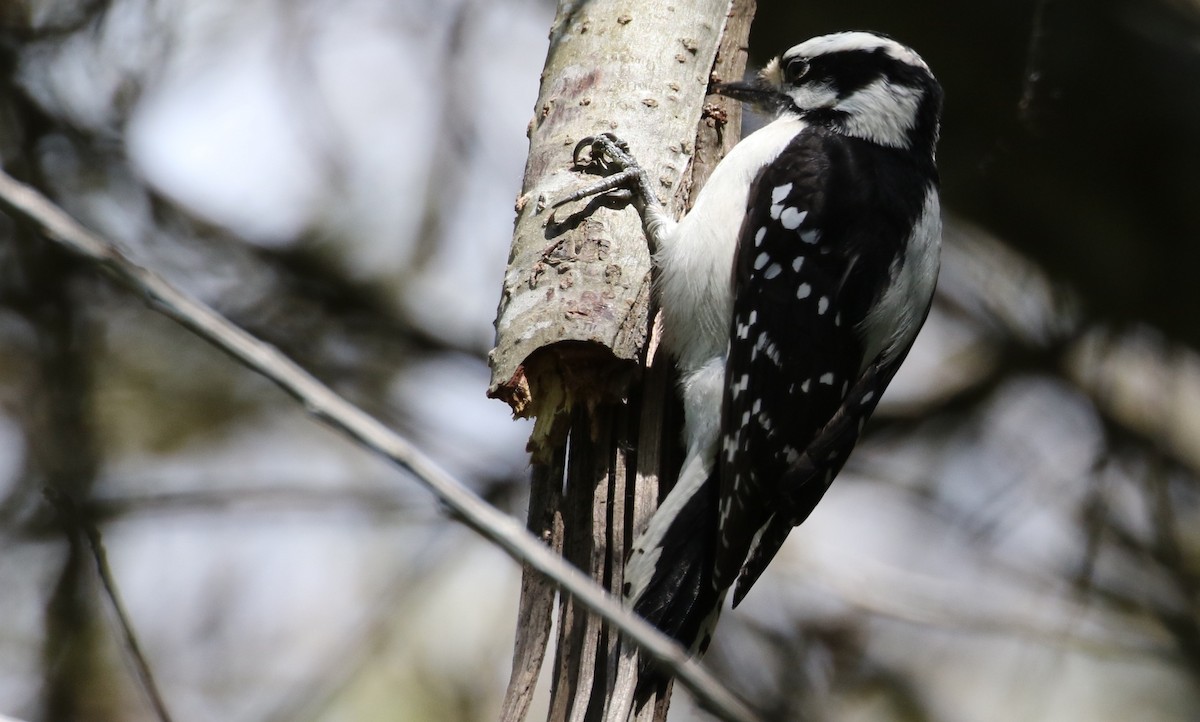 Downy Woodpecker (Pacific) - Peter Svensson