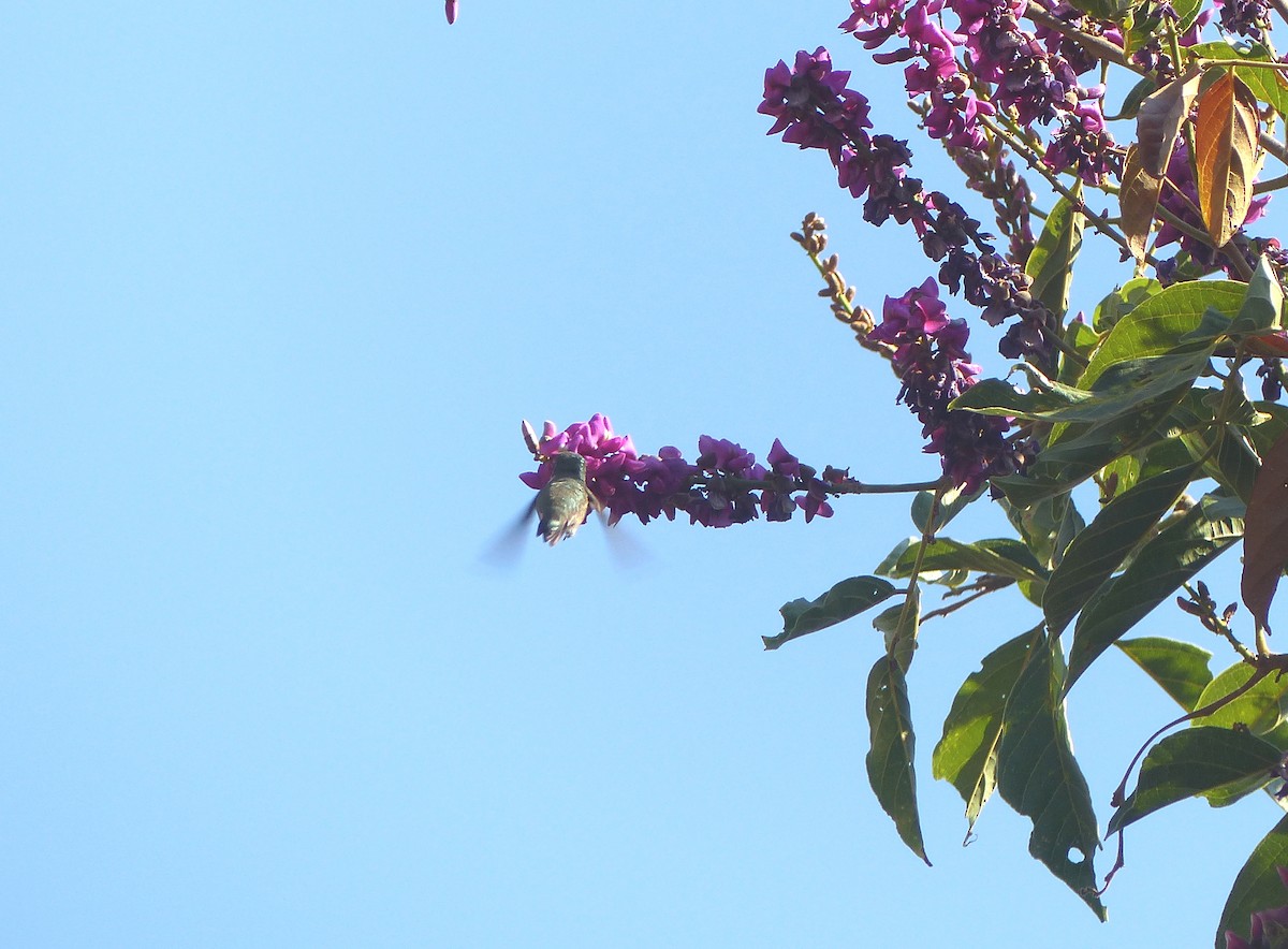 Rufous Hummingbird - Aziza Cooper