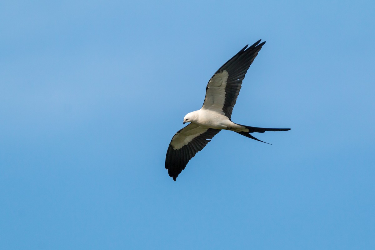Swallow-tailed Kite - Ryan Vogel