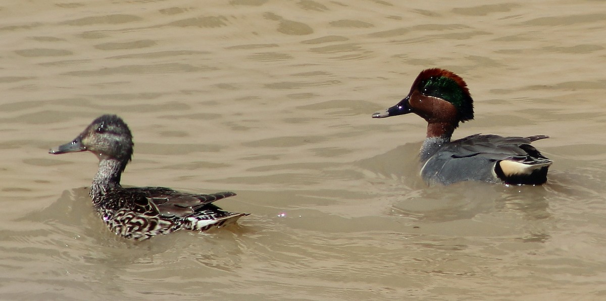 Green-winged Teal - ML91383251