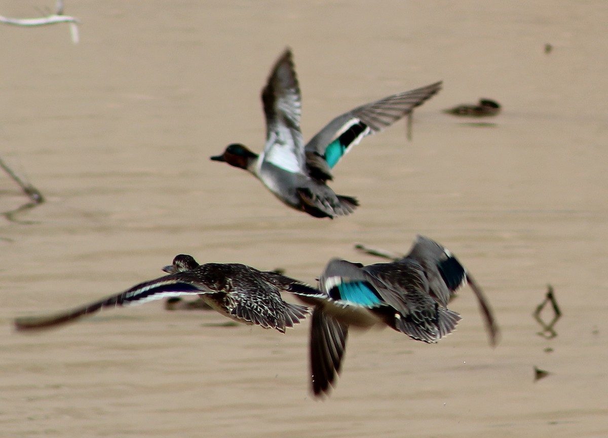 Green-winged Teal - ML91383261