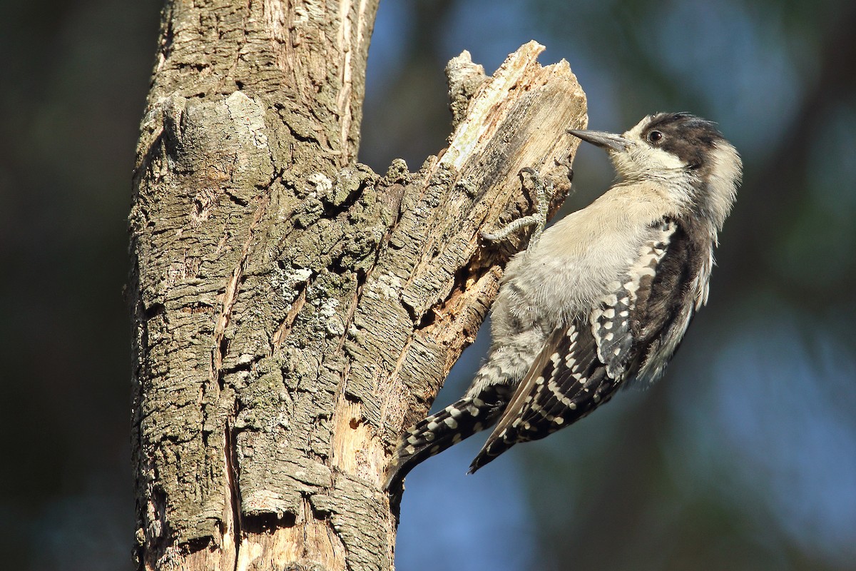 White-fronted Woodpecker - ML91386921
