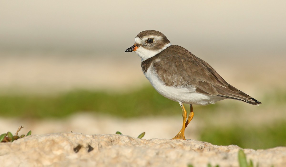Semipalmated Plover - ML91387041