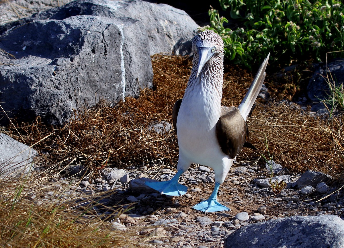 Blue-footed Booby - ML91388361