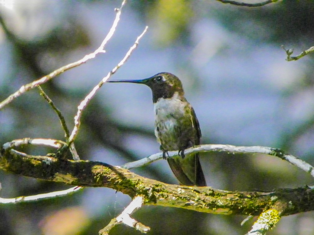 Black-chinned Hummingbird - Carol Delynko
