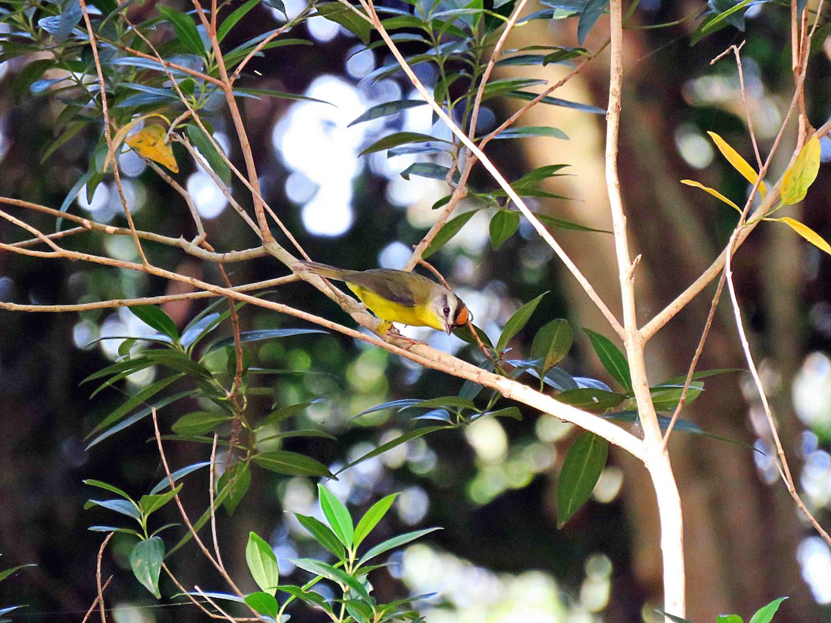 Golden-crowned Warbler (Golden-crowned) - Fernando Lotto