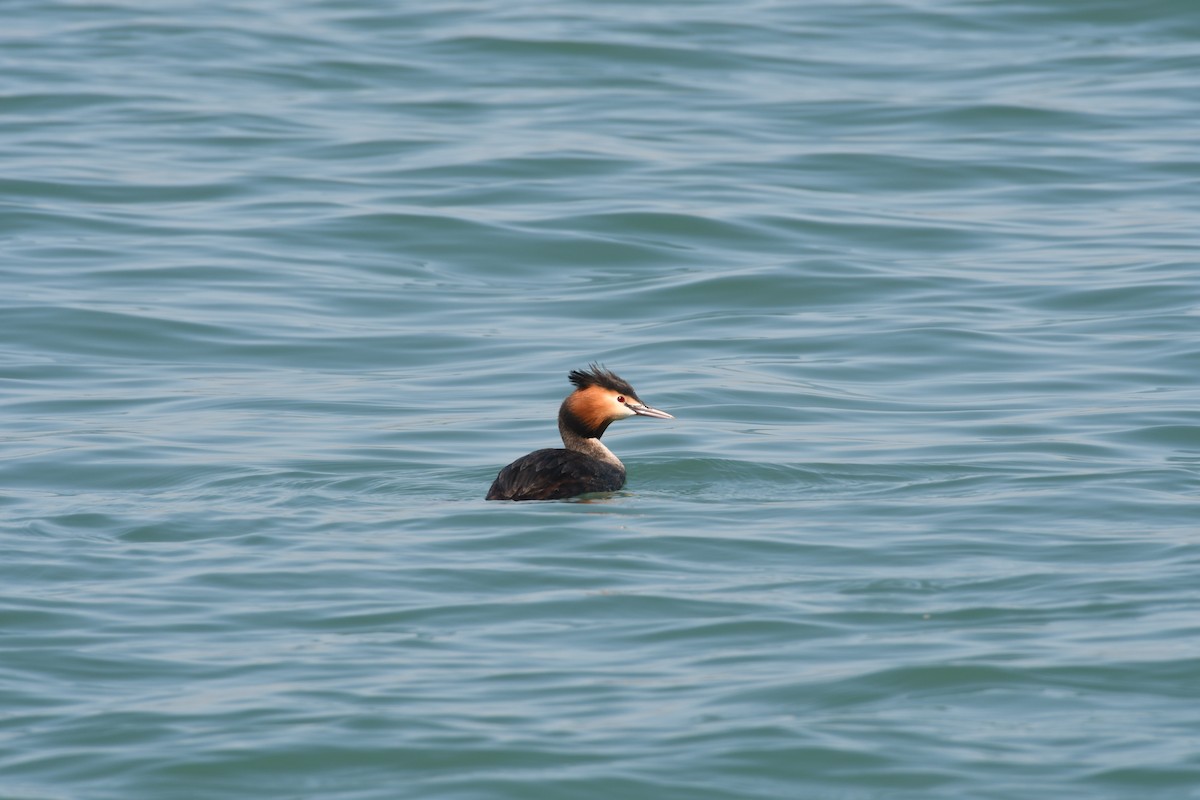 Great Crested Grebe - ML91392751