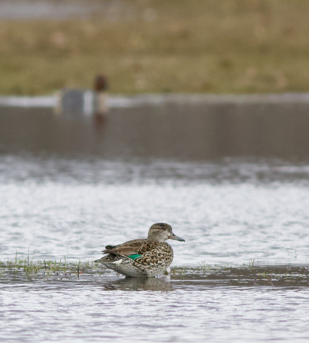 Green-winged Teal - ML91393121