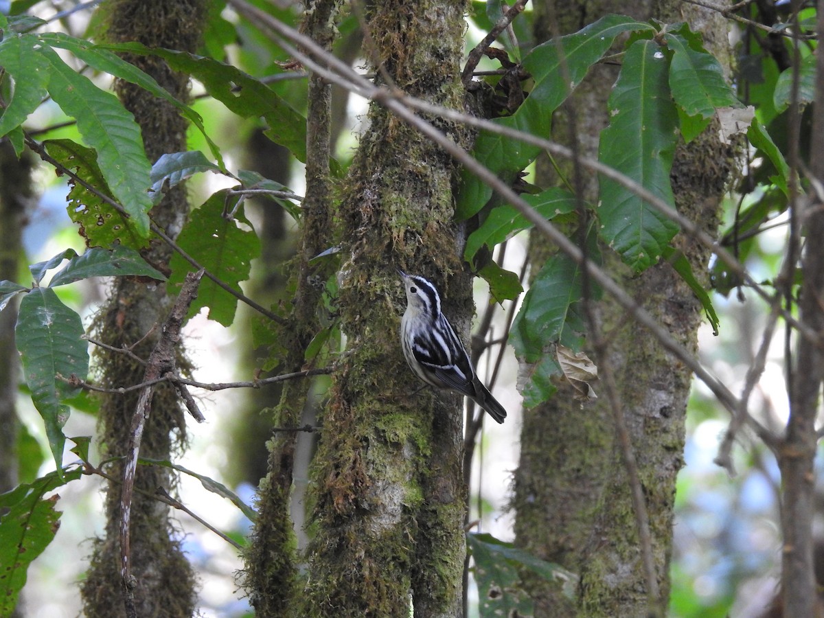 Black-and-white Warbler - ML91393411