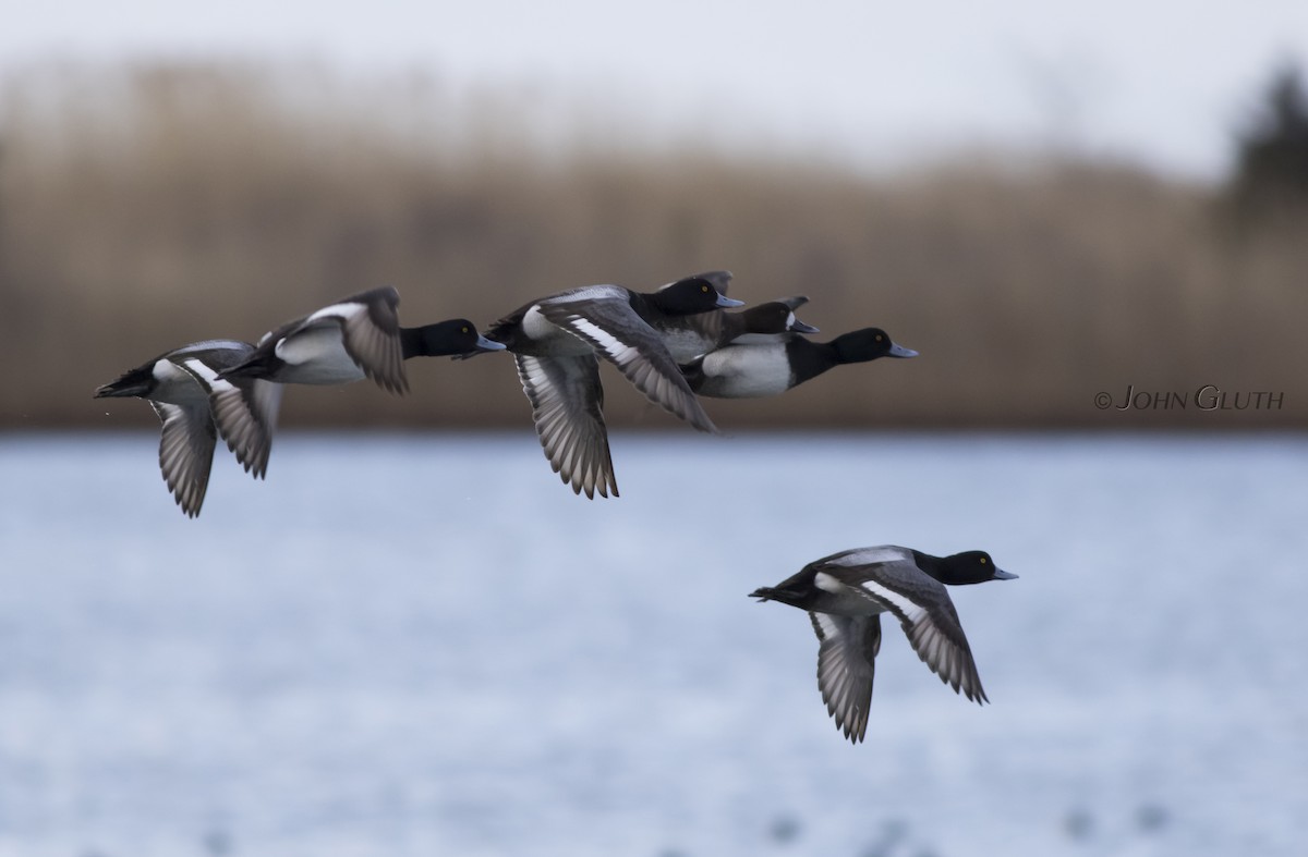 Greater Scaup - John Gluth