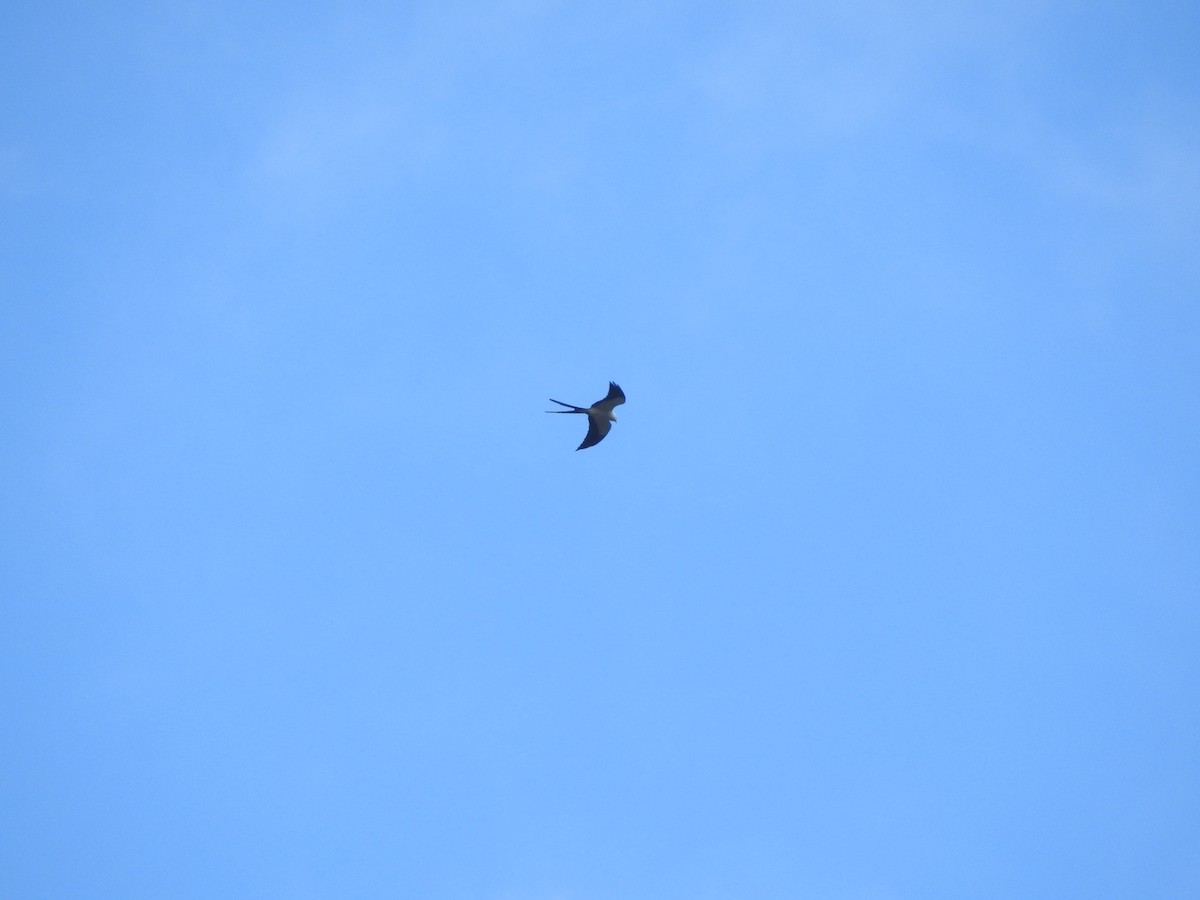 Swallow-tailed Kite - Sean Verkamp