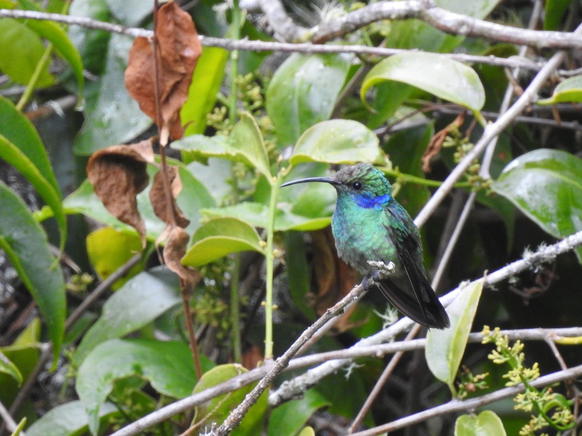 kolibřík modrouchý - ML91395741