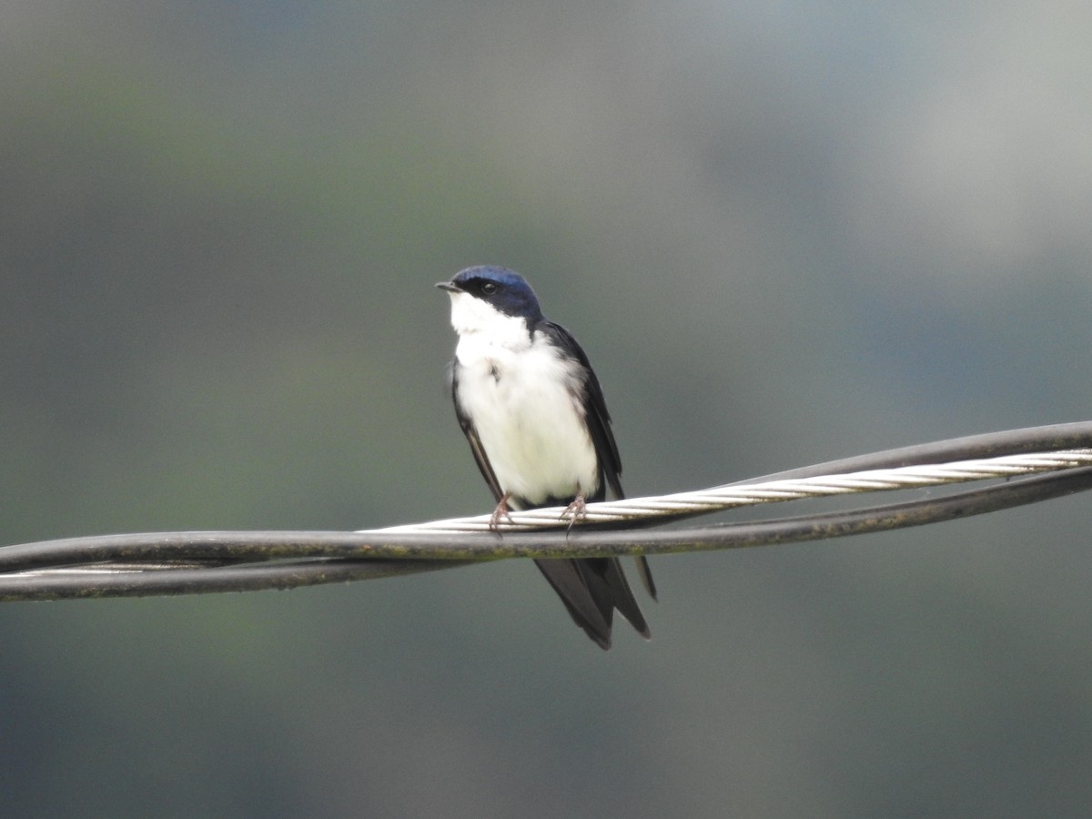 Blue-and-white Swallow - Sean Verkamp