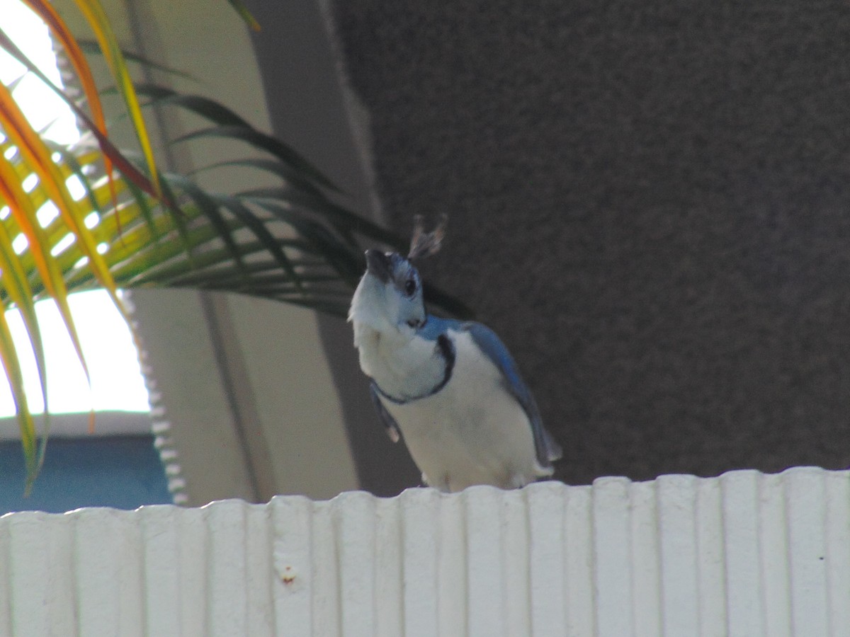 White-throated Magpie-Jay - ML91399811