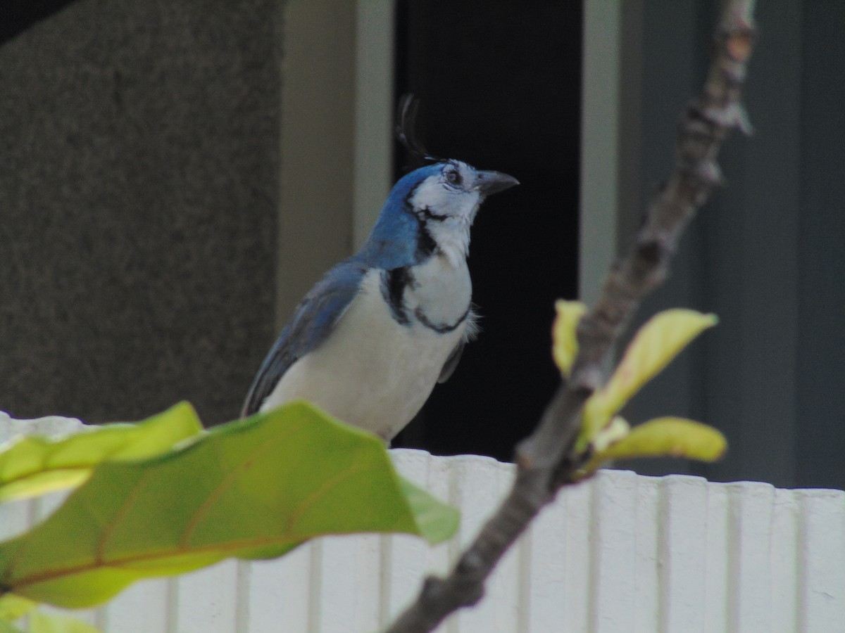 White-throated Magpie-Jay - ML91400011