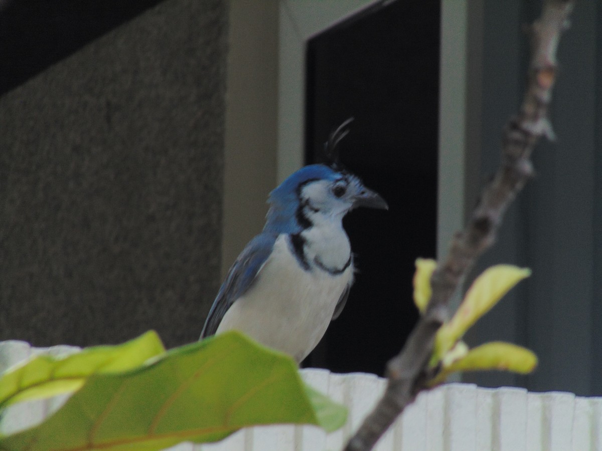 White-throated Magpie-Jay - ML91400081