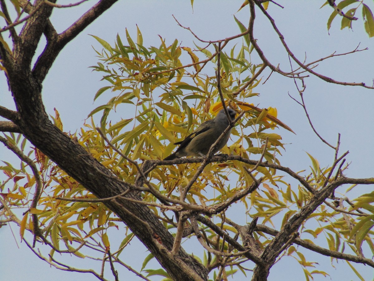 Yellow-winged Tanager - ML91400121