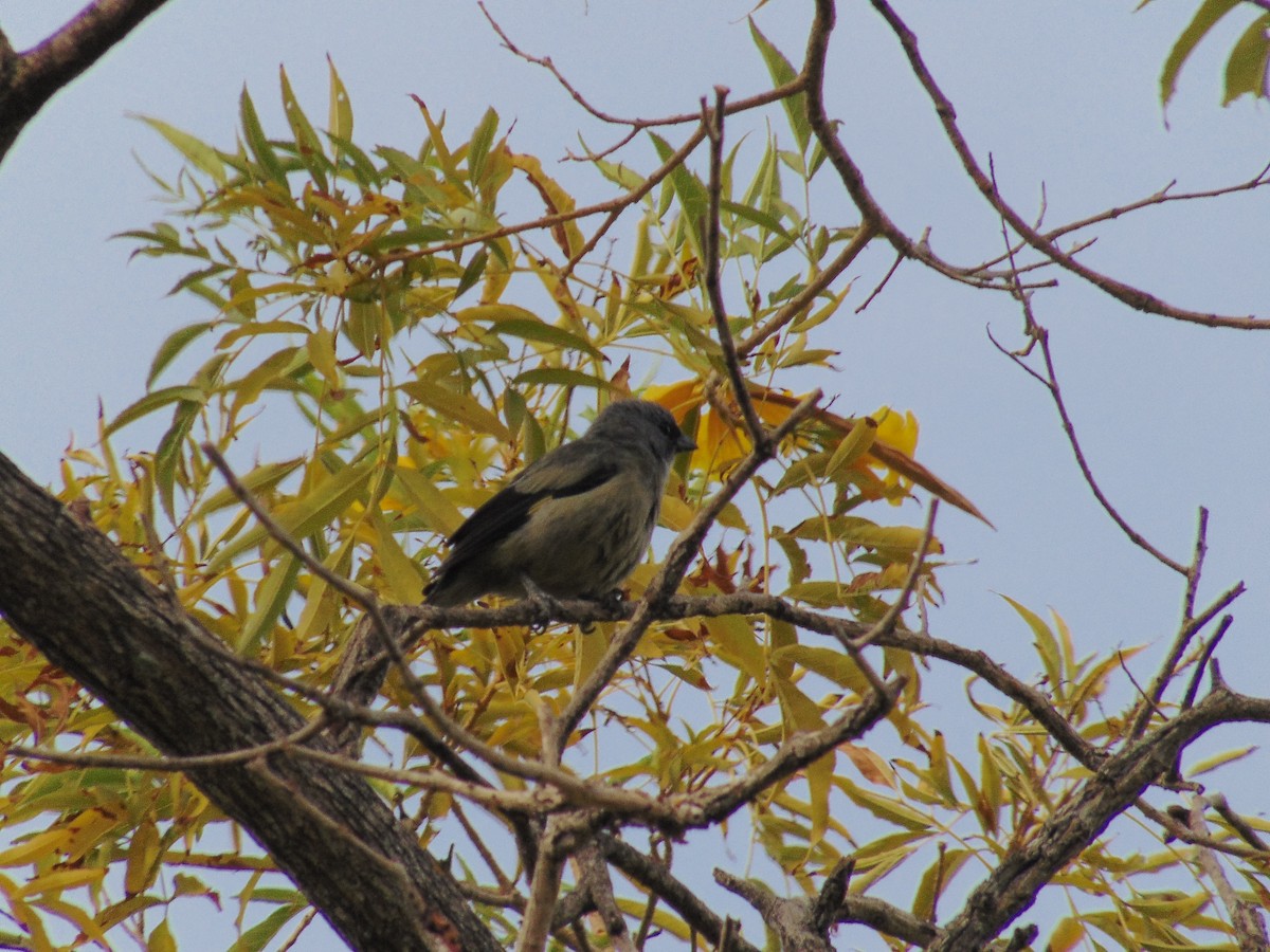 Yellow-winged Tanager - ML91400421
