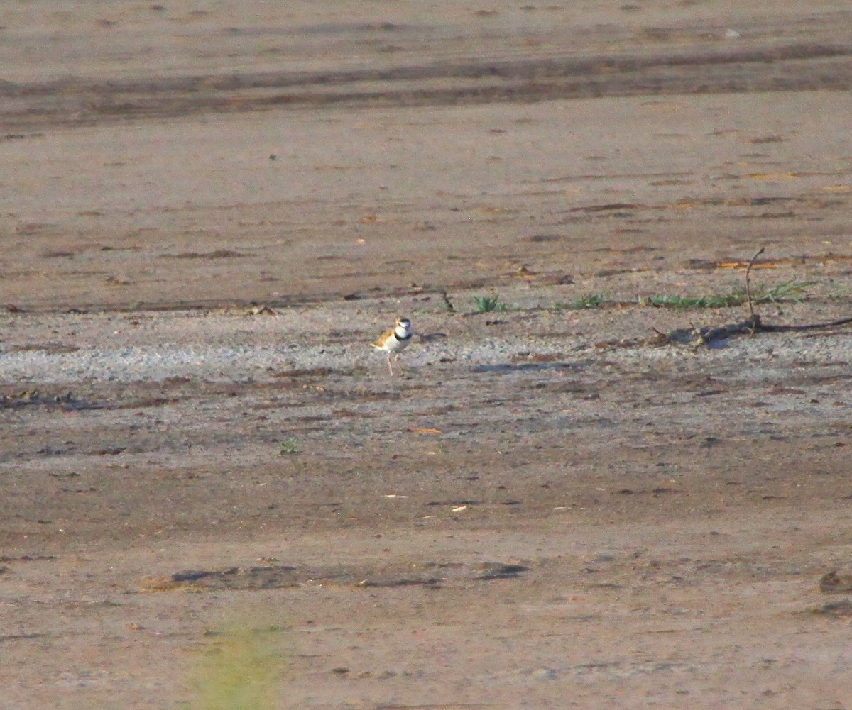 Collared Plover - ML91401051