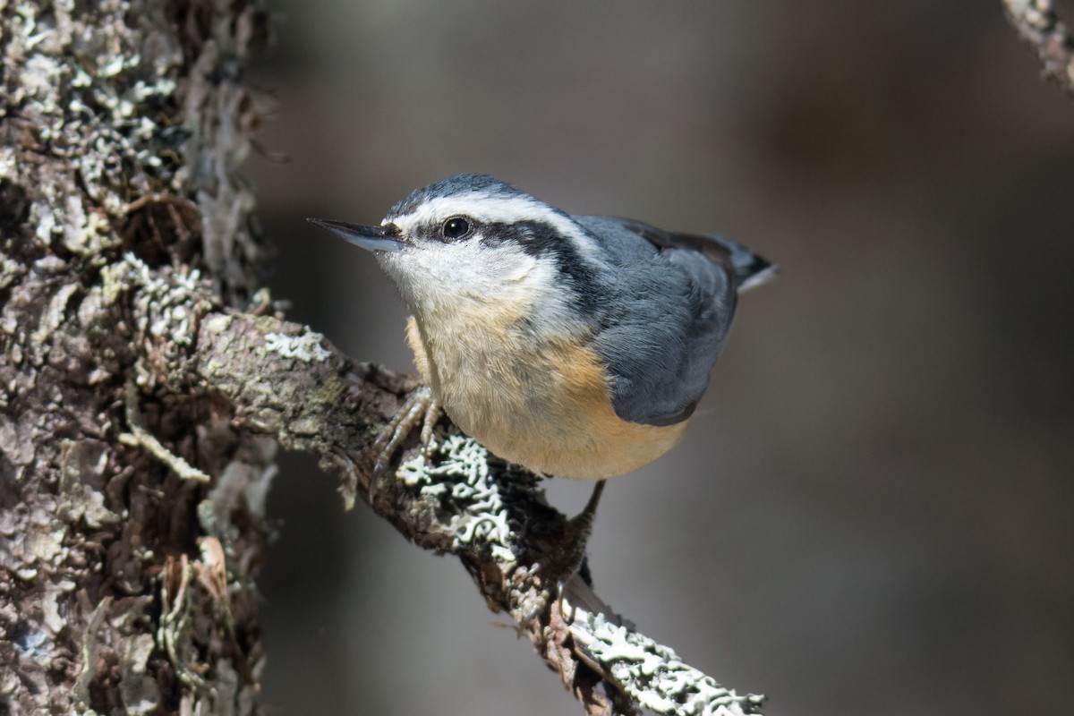 Red-breasted Nuthatch - ML91401341