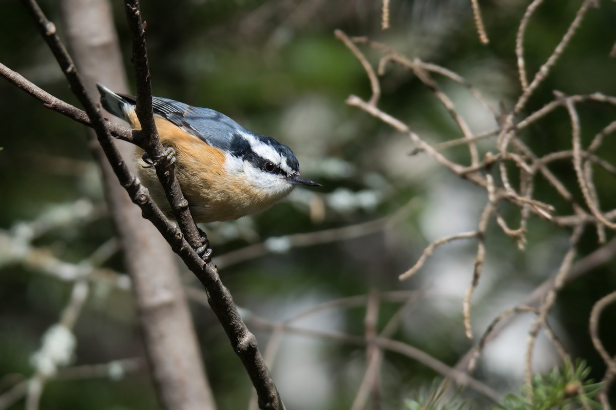 Red-breasted Nuthatch - ML91401361
