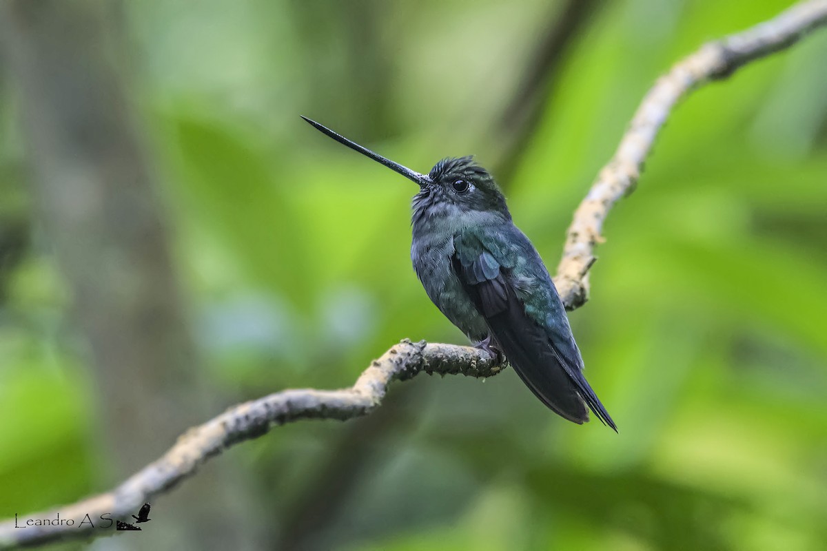 kolibřík zelenočelý - ML91402071