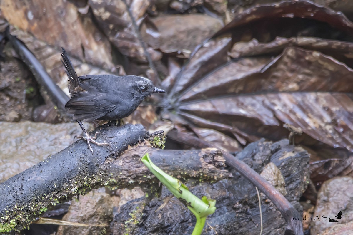 Silvery-fronted Tapaculo - ML91402591