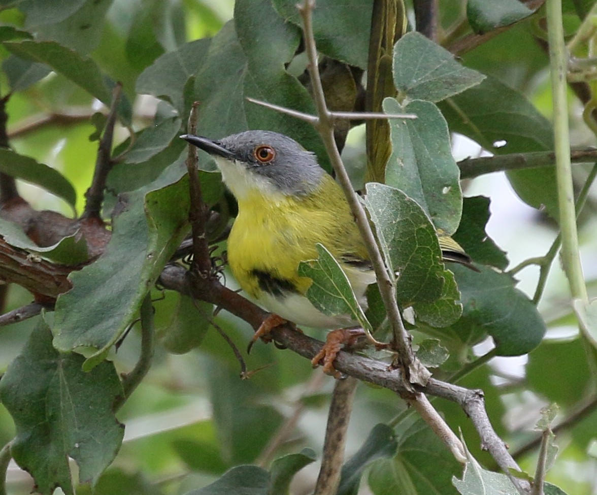 Yellow-breasted Apalis - ML91404241