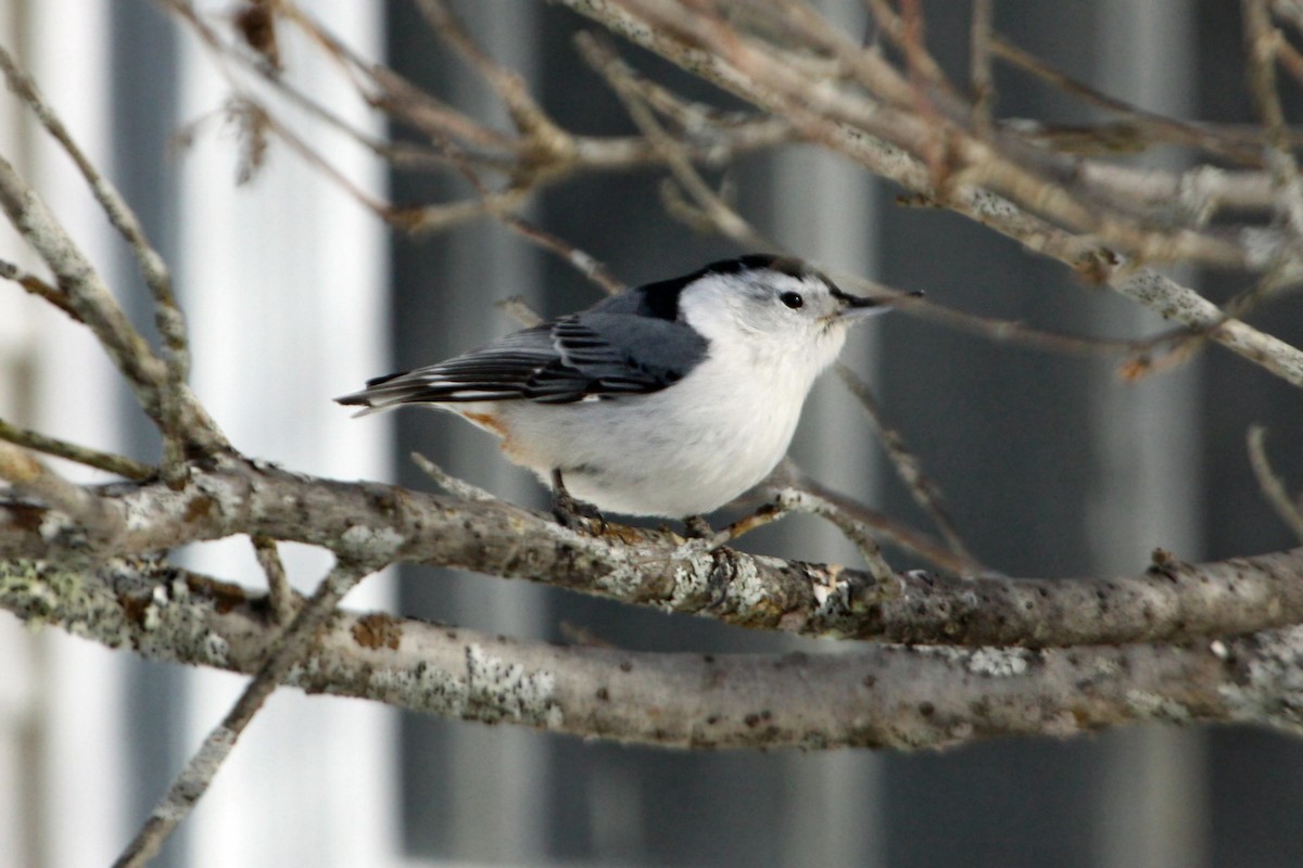 White-breasted Nuthatch - Lori Charron
