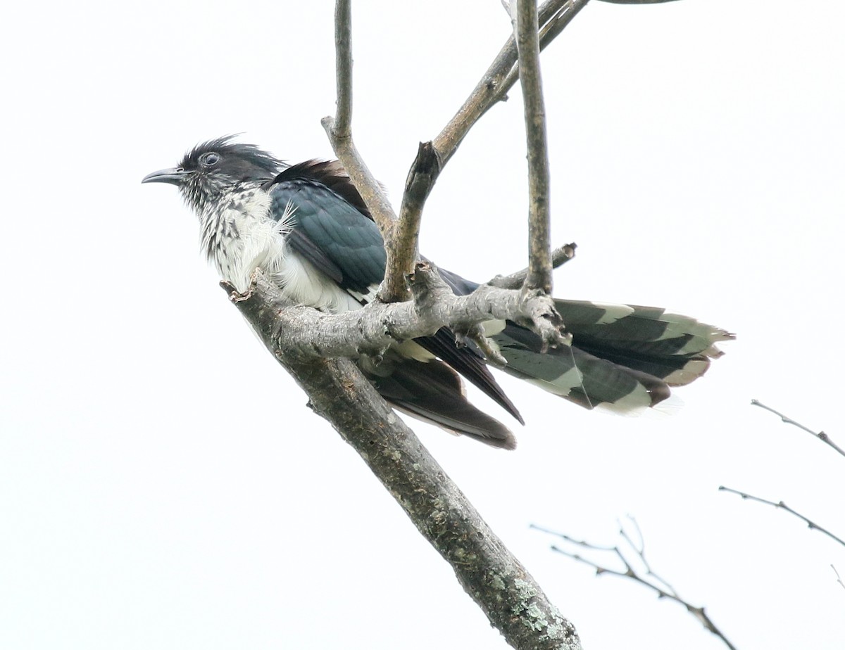Levaillant's Cuckoo - Charlotte Byers