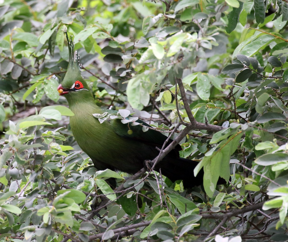 Schalow's Turaco - Charlotte Byers