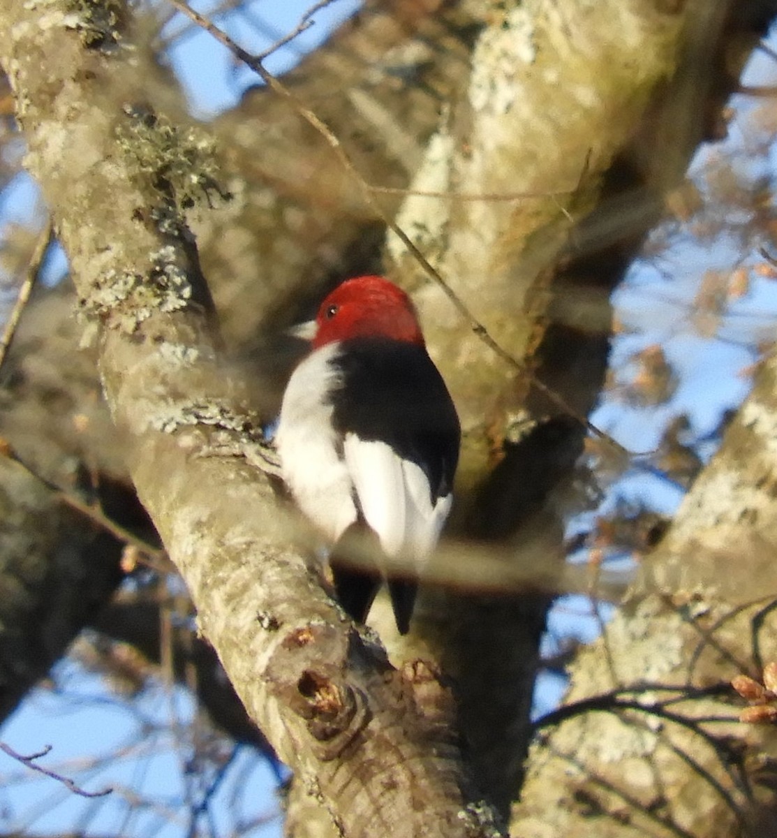 Red-headed Woodpecker - ML91404981