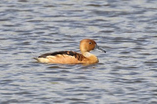 Fulvous Whistling-Duck, ML91406911
