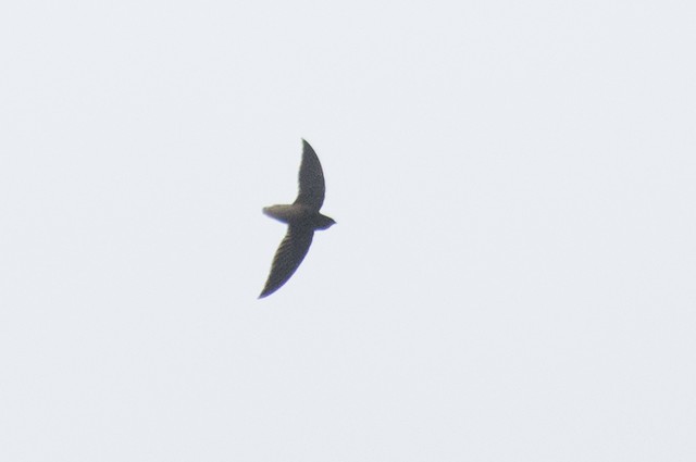 Short-tailed Swift