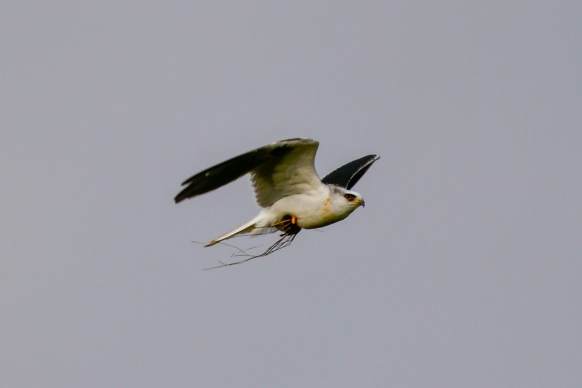 White-tailed Kite - ML91412251