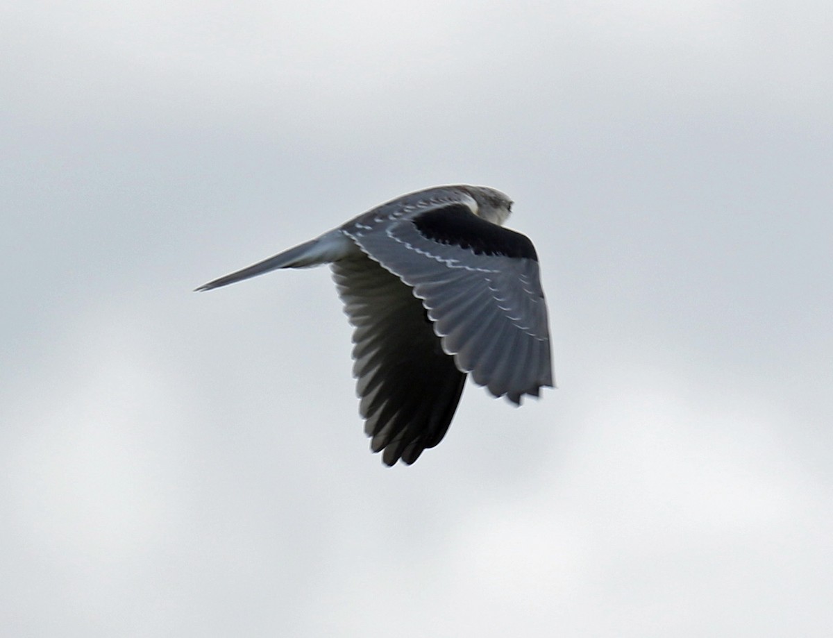 White-tailed Kite - ML91412441