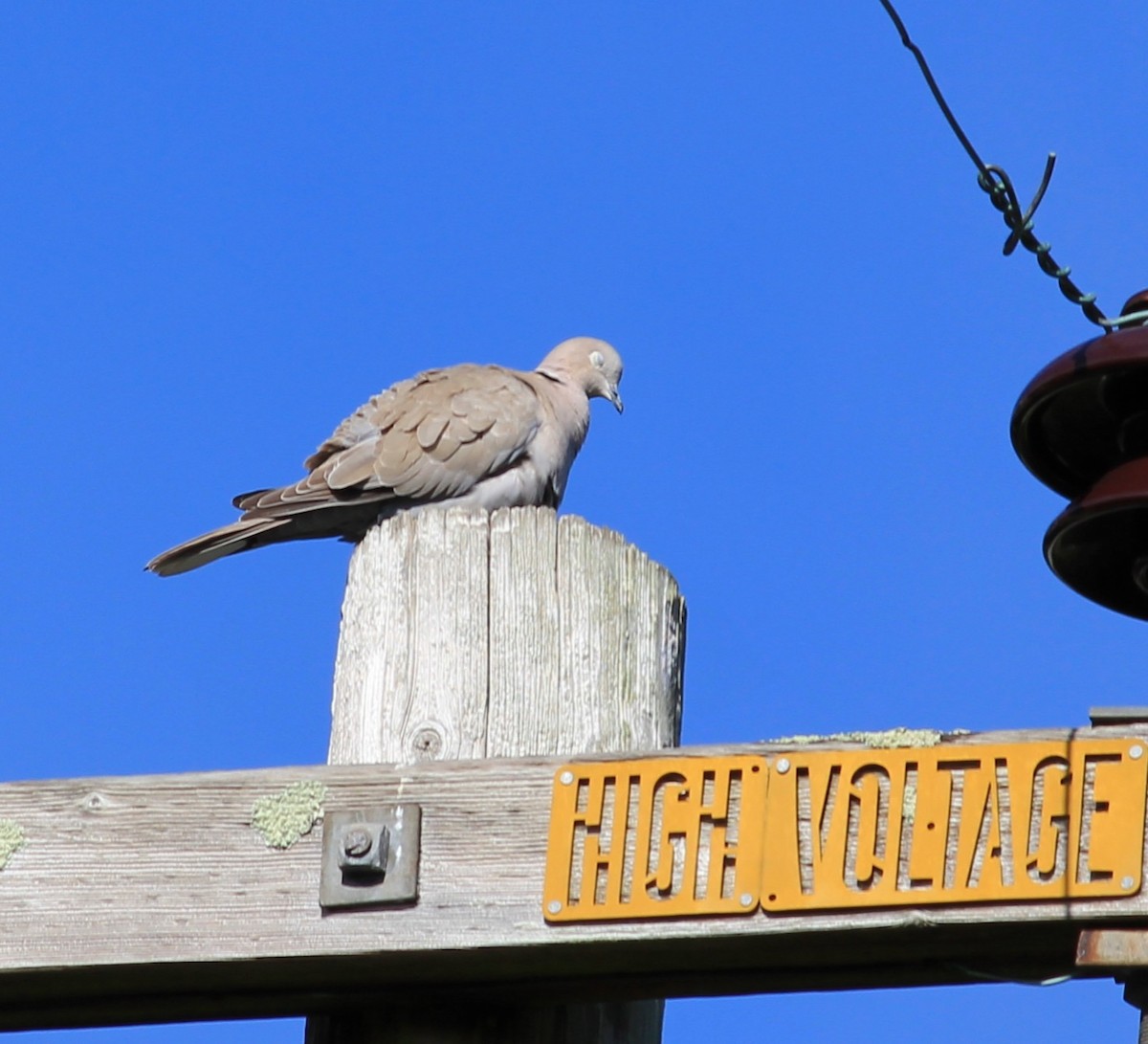 Eurasian Collared-Dove - I'm Birding Right Now (Teresa & Miles Tuffli)