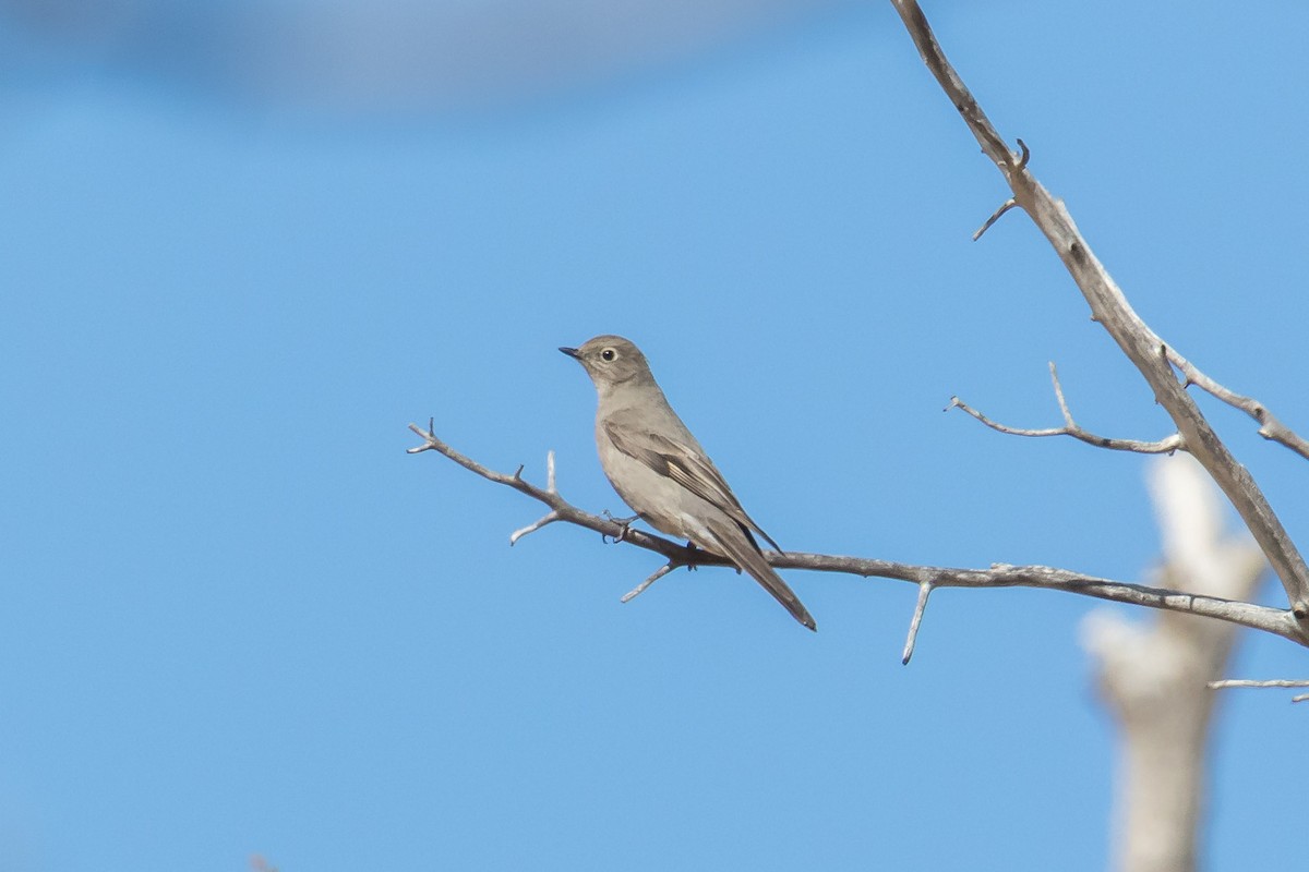 Townsend's Solitaire - Jeff Bray
